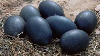 how to get rich with kadaknath