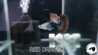 High Quality Red Dragon Guppy Original From Indonesia