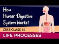HOW HUMAN DIGESTIVE SYSTEM WORKS? | #lifeprocessesclass10  science NCERT chapter 6
