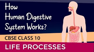 HOW HUMAN DIGESTIVE SYSTEM WORKS? | #lifeprocessesclass10  science NCERT chapter 6