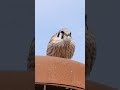 American Kestrel.....#falcon