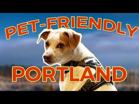 Dog Friendly Food Spots in Portland Part 1 Where to Eat with Your Pup in Buckman