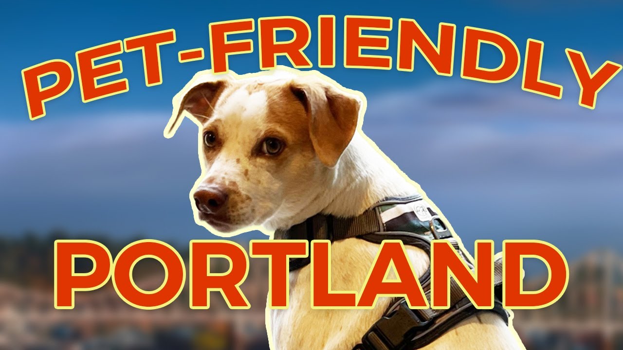 Dog Friendly Food Spots in Portland Part 1   Where to Eat with Your Pup in Buckman