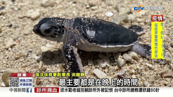 台灣哪裡看海龜？