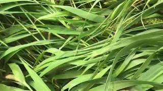 Download Lagu Understanding Different Millet Species | German Millet, Proso Millet, Japanese Millet MP3 Download Lagu Understanding Different Millet Species | German Millet, Proso Millet, Japanese Millet MP3