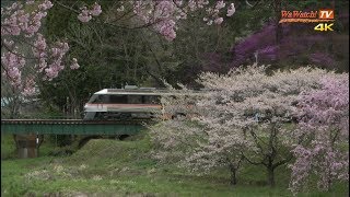 [4K60p]  キハ85系 特急ひだ6号 桜のある風景