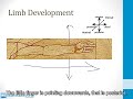 20.1.1 Embryonic genes