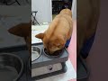 20260527 아침먹는 따야 Ddaya eats breakfast🥰#왕크왕귀 #진도믹스 #황구 #시고르자브 #댕댕이 #힐링 #위로 #펫로스 #7080 #무반주노래