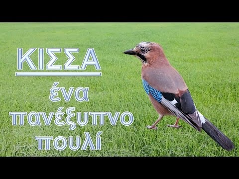 Βίντεο: Κίσσα - αποδημητικό πουλί ή όχι