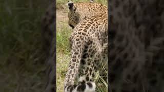 Leopard mom looking for her 2 cubs and breastfeeding them #kenya #wildlife #africanleopard #cub