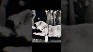 # I miss you Hachiko 😔 😢