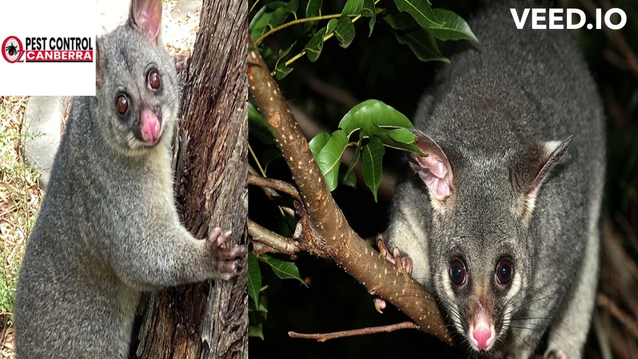 Pest Control Company Canberra | oZ Pest Control Canberra | Possum Control Canberra