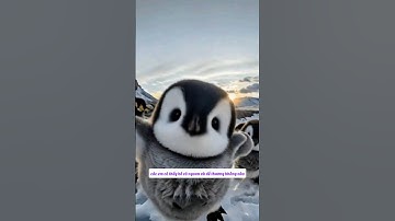 Bé chim cánh cụt lần đầu gặp chị.#shorts