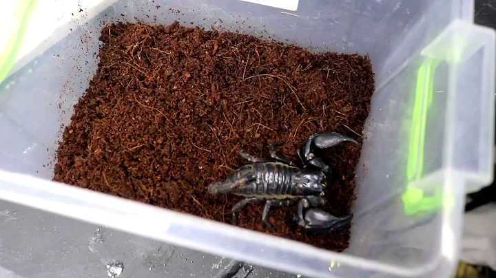 WHAT WILL BE IF THE BIG SPIDER SEES THE SCORPION -...