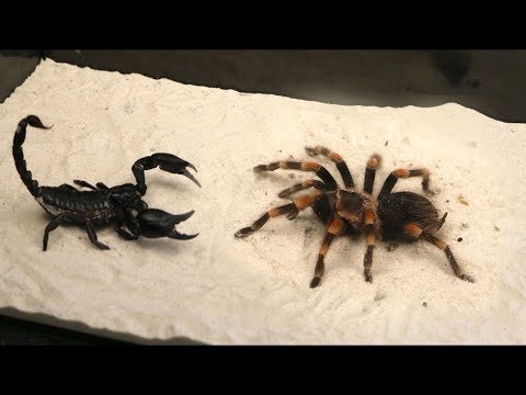 WHAT WILL BE IF THE BIG SPIDER SEES THE SCORPION - JUMPED ON THE SCORPION! VERSUS OF THE SPIDER