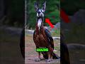 TOP 5 ANIMALS YOU WON’T BELIEVE ACTUALLY EXIST! 😱 #top5 #facts #animals