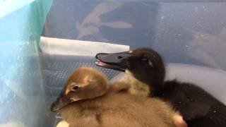 If ducks lip sync, is it considered beak syncing