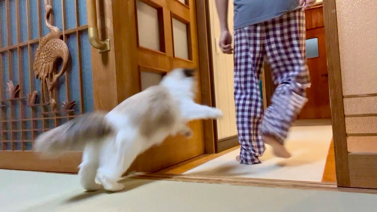 追いかけてくる猫が可愛すぎておかしくなりそうです