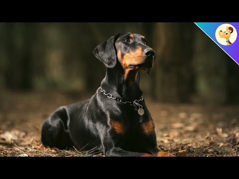 Video: 7 Gesundheitsprobleme, auf die Sie bei Ihrem Dobermann-Pinscher achten sollten