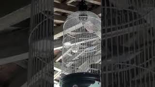 Lovebird isian cililin