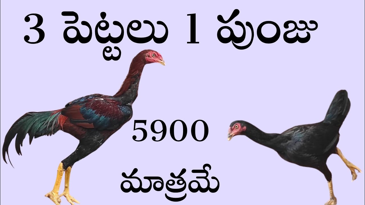 4 కోళ్లు 5900 మాత్రమే 90320 75782 