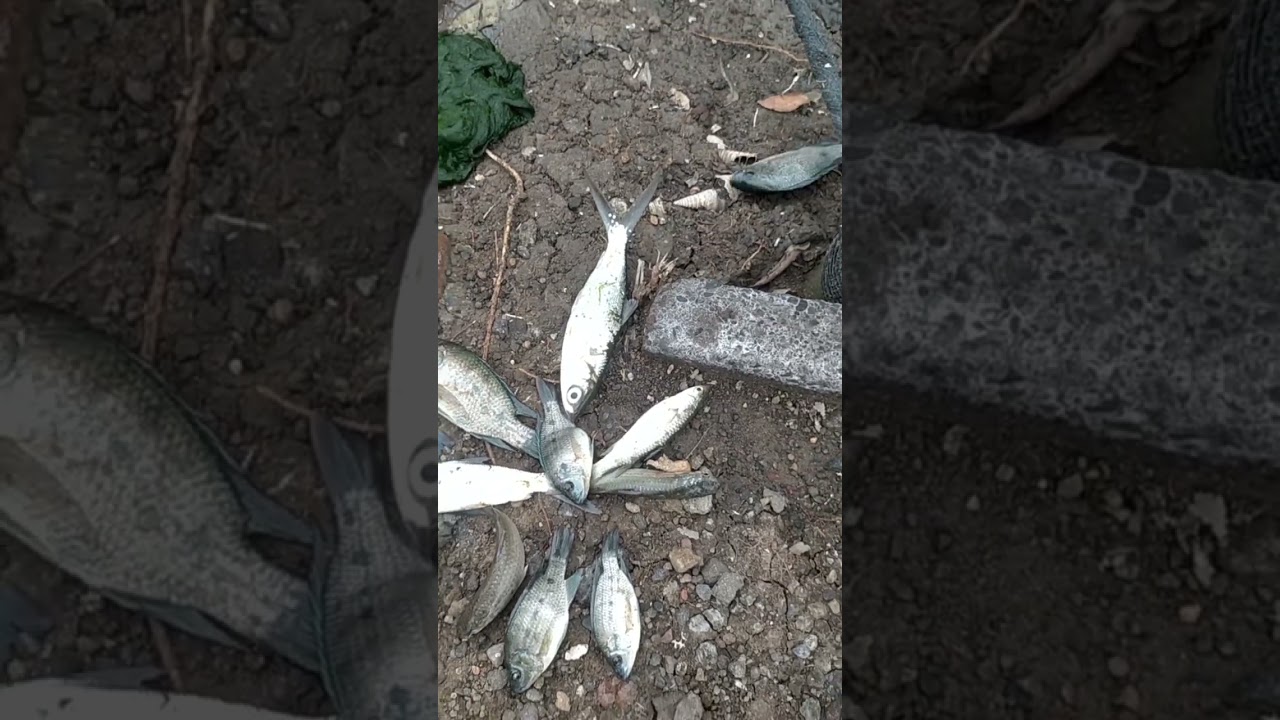 Update Gondolan Mancing liar Sidoarjo Kalanganyar