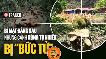 Trailer: Bí mật đằng sau những cánh rừng tự nhiên bị "bức tử"