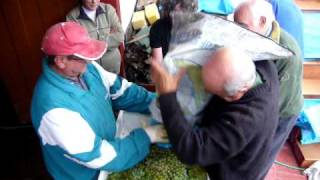 Vendimia: Pisando uvas na Ribeira Sacra