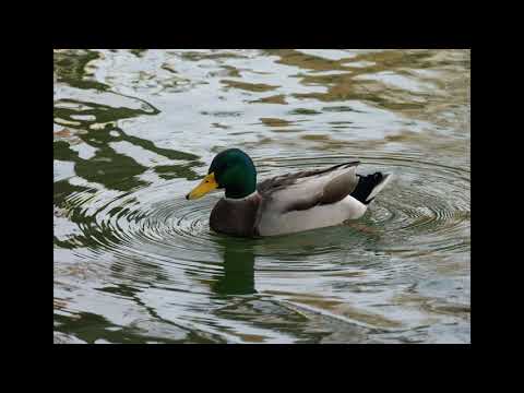 Mallard duck Call/Song/Sound / 1 Hour