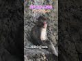 座り方が人間なパンチくん❣️市川市動植物園 のニホンザルパンチくん #Punch the monkey #punch #monkey #zoo