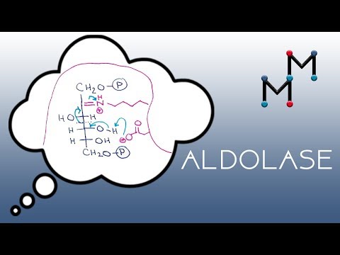 Video: Aldolase Test: Účel, Postup A Výsledky