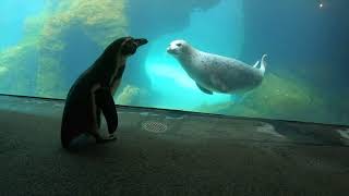 Friendly Harbor Seal Meets Butterfly, Penguin And More