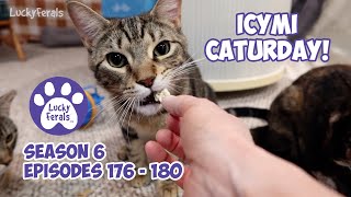 ICYMI Caturday! * Lucky Ferals S6 Episodes 176  180 * Cat Videos Compilation  Feral Kittens