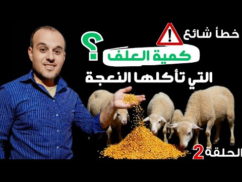 تغذية الأغنام والماعز النعجة تأكل كم كيلو في مراحل الحمل والرضاعة والتلقيح