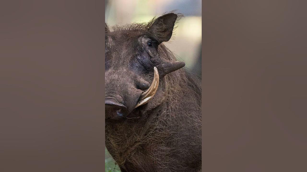 Warthog Sound Effects 01 - YouTube