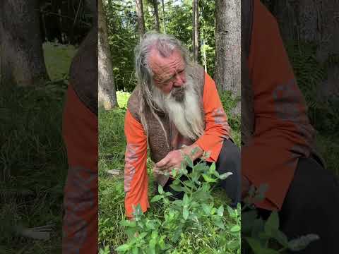 Video: Wie pflanzt man Rossminze?