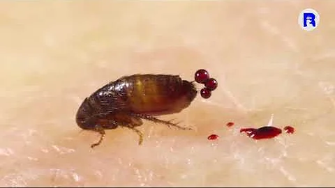 ¿Cuánto tiempo viven las pulgas en el ser humano?