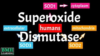 Superoxide Dismutase | SOD | Types Of Superoxide Dismutase |