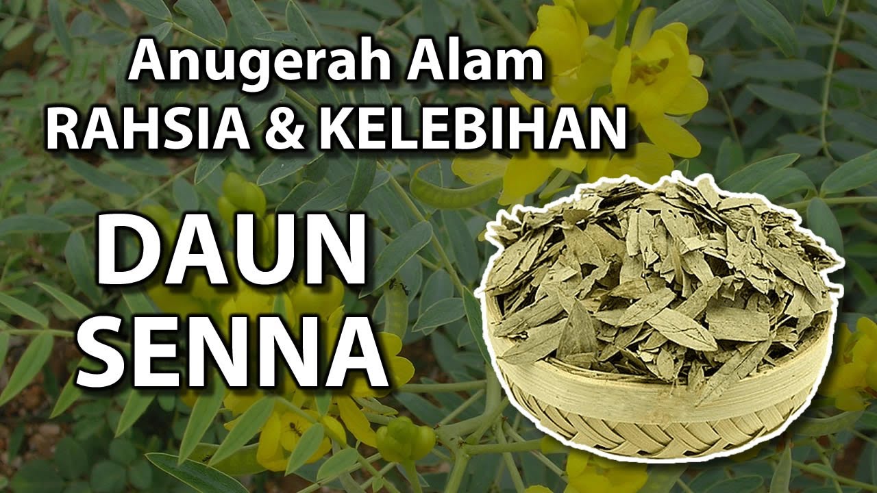 Sanna keburukan daun Daun Senna: