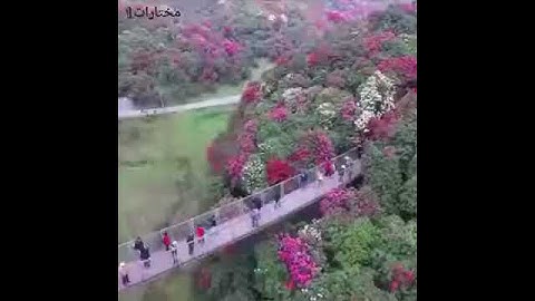 قران كريم (سبحان الله وبحمده)
