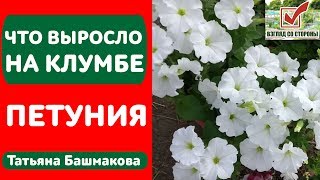 🌸 ЧТО ВЫРОСЛО НА МОЕЙ КЛУМБЕ - ПЕТУНИИ - Татьяна Башмакова