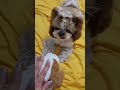 인형을 질투하는 강아지 #시츄