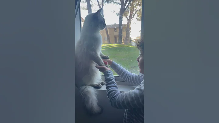 Watch the video about #cat #memes #cute #pets #lovecats #pet #funny #adorable