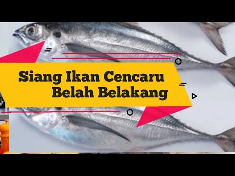 Video: Cara Memotong Cakera