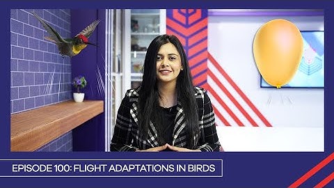 Learn with PGC | Smart Learning Ep 100 | Birds adaptations in flight