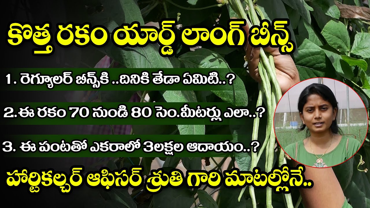 ఎకరానికి ఆదాయం 3ఆంక్షలు Yard Long Beans Cultivation In Telugu యార్డ్ లాంగ్ బీన్స్ పొడవు 80సెం
