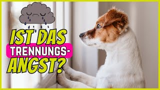 Hat dein Hund Trennungsangst? Daran erkennst du es! 🐶 by SchnüffelSchnuten 2,091 views 2 months ago 4 minutes, 35 seconds
