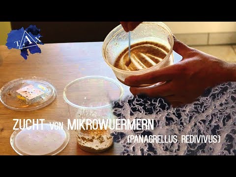 Video: Mikrowürmer pflegen – wikiHow