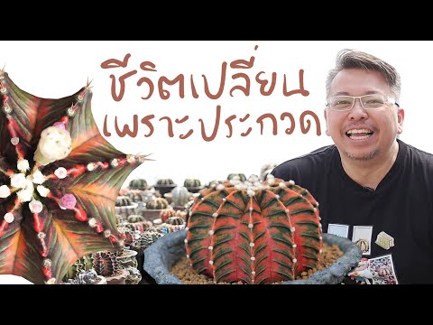 ชีวิตเปลี่ยนเพราะประกวดกระบองเพชร |  การเดินทางของกระบองเพชร EP.72