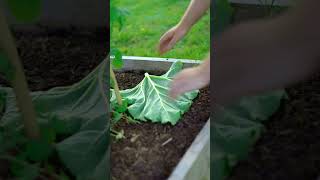 Zero-Waste Slug Trap Using Rhubarb
